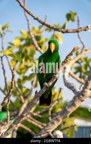 Portrait von hellgrünem Papagei auf dem Baum mit grünen Blättern. Stockfoto