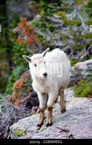 Mountain Goat Kid, Logan Pass, Glacier National Park, Montana Stockfoto