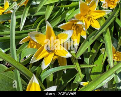 Tulipa Tard, späte Tulpe oder Tarda-Tulpe, mit Blütenstand von gelben Blüten in voller Blüte, die auf einer Wiese wachsen. Wilde Tulpe Tulipa tarda blüht in einem Stockfoto