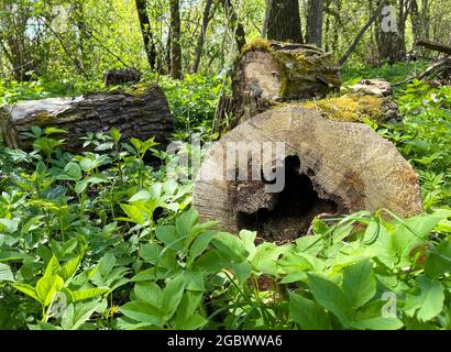 Gefällte Baumstämme liegen auf dem Boden in einem Frühlingswald inmitten von Grün und Unkraut. Wildlife Landschaft, Ernte Brennholz im frühen Frühjahr. Stockfoto