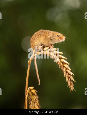 Ernte Maus, Micromys minutus sitzt auf Ähren von Weizen Stockfoto