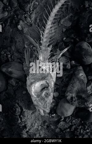 Schwarz-Weiß-Monochrom eines Fisch-Skeletts auf EINEM Sandy Beach England Großbritannien Stockfoto
