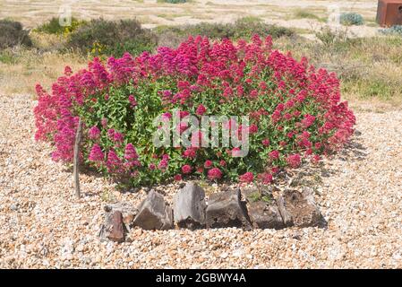 Prospect Cottage und Garden Dungeness Kent Stockfoto