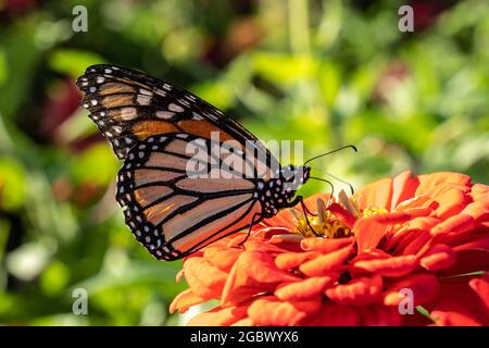 Monarch Butterfly, Danaus plexippus, auf leuchtend orangefarbenem Zinnien im Sommergarten. Stockfoto