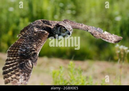 Ausgezeichnete Fotos von einer Grauen Eule oder Bubo virginianus. Schöner Hintergrund für Postkarten oder Websites mit Platz für Copyspace Stockfoto