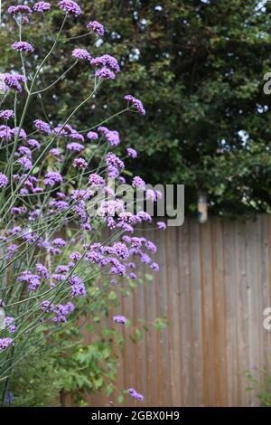 Verbena bonariensis wächst durch einen Zaun Stockfoto