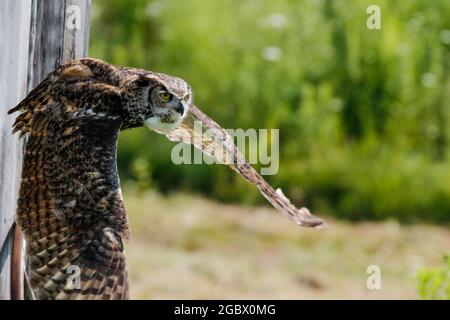 Ausgezeichnete Fotos von einer Grauen Eule oder Bubo virginianus. Schöner Hintergrund für Postkarten oder Websites mit Platz für Copyspace Stockfoto