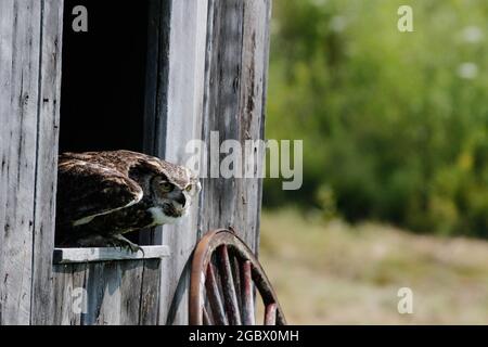 Ausgezeichnete Fotos von einer Grauen Eule oder Bubo virginianus. Schöner Hintergrund für Postkarten oder Websites mit Platz für Copyspace Stockfoto