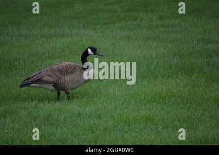 Vögel in der Außenwelt - auf Gras oder auf Bäumen Stockfoto