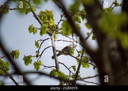 Vögel in der Außenwelt - auf Gras oder auf Bäumen Stockfoto