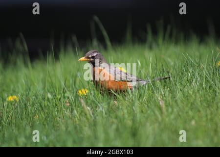 American Robin Bird in der Außenwelt - auf Gras oder auf Bäumen Stockfoto