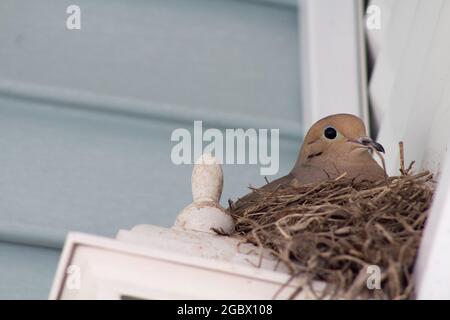 Trauertaube in ihrem Nest, das auf einem Haus thront Stockfoto