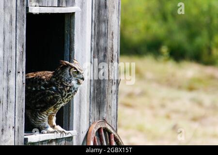 Ausgezeichnete Fotos von einer Grauen Eule oder Bubo virginianus. Schöner Hintergrund für Postkarten oder Websites mit Platz für Copyspace Stockfoto