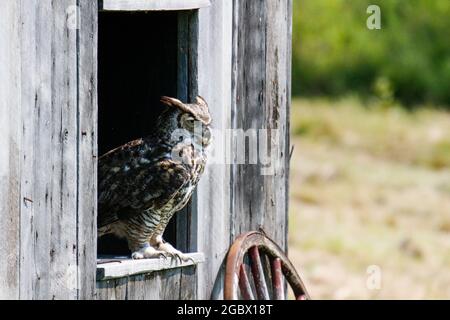 Ausgezeichnete Fotos von einer Grauen Eule oder Bubo virginianus. Schöner Hintergrund für Postkarten oder Websites mit Platz für Copyspace Stockfoto