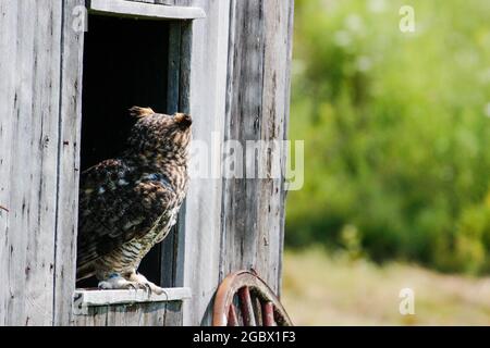 Ausgezeichnete Fotos von einer Grauen Eule oder Bubo virginianus. Schöner Hintergrund für Postkarten oder Websites mit Platz für Copyspace Stockfoto