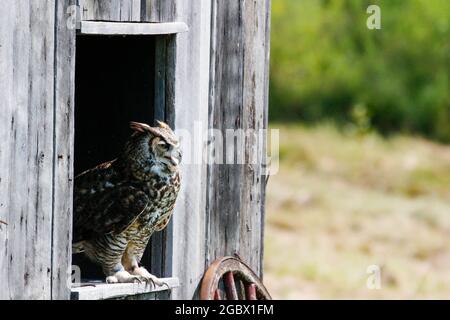 Ausgezeichnete Fotos von einer Grauen Eule oder Bubo virginianus. Schöner Hintergrund für Postkarten oder Websites mit Platz für Copyspace Stockfoto