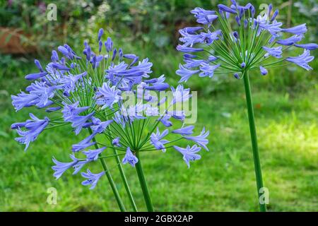 Blaue Agapanthus blüht im Garten Stockfoto