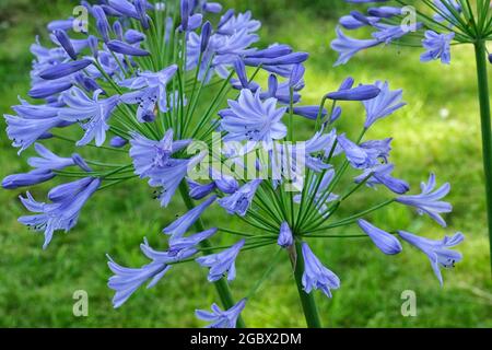 Blaue Agapanthus blüht im Garten Stockfoto