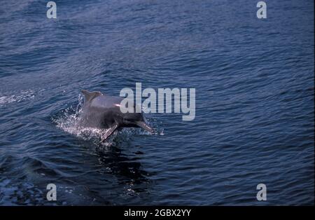 Delfine auf der Halbinsel Musandam, Oman Stockfoto