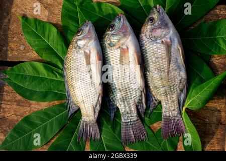 Oreochromis niloticus Stockfoto