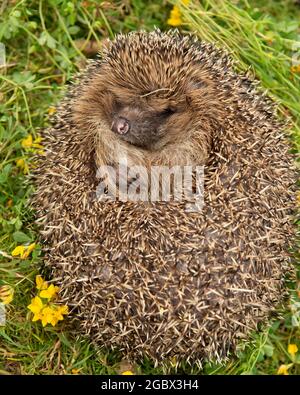 Igel rollte zu einem Ball Stockfoto