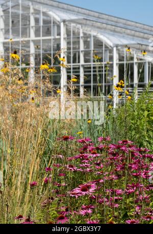 Rosa Echinacea purpurea-Blüten, auch bekannt als Kegelblumen oder Rudbeckia, fotografiert im Hochsommer im RHS Wisley Garden, Surrey UK. Glashaus dahinter. Stockfoto