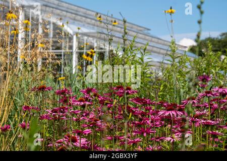 Rosa Echinacea purpurea-Blüten, auch bekannt als Kegelblumen oder Rudbeckia, fotografiert im Hochsommer im RHS Wisley Garden, Surrey UK. Glashaus dahinter. Stockfoto