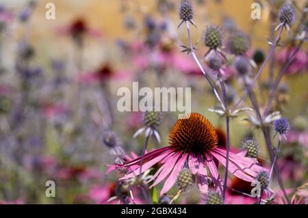 Atemberaubende rosa Echinacea-Blüten, auch bekannt als Kegelblumen oder Rudbeckia, und Ruthenische Kugeldisteln. Fotografiert am RHS Wisley, Surrey UK Stockfoto