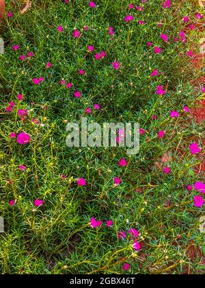 Blüten aus Rosenmoos, die auf dem Strauch blühen Stockfoto