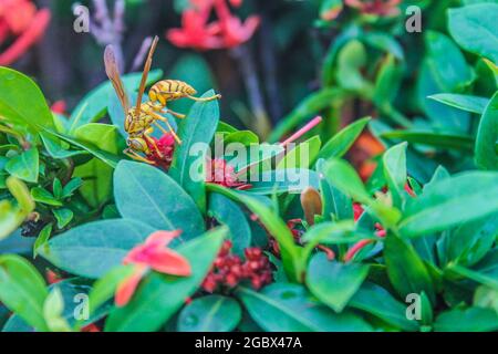 Nahaufnahme einer gelben orientalischen Papierwespe, die sich von den Blumen ernährt Stockfoto