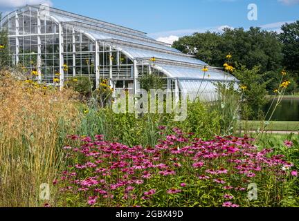 Rosa Echinacea purpurea-Blüten, auch bekannt als Kegelblumen oder Rudbeckia, fotografiert im Hochsommer im RHS Wisley Garden, Surrey UK. Glashaus dahinter. Stockfoto