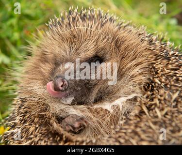 Igel rollte zu einem Ball Stockfoto