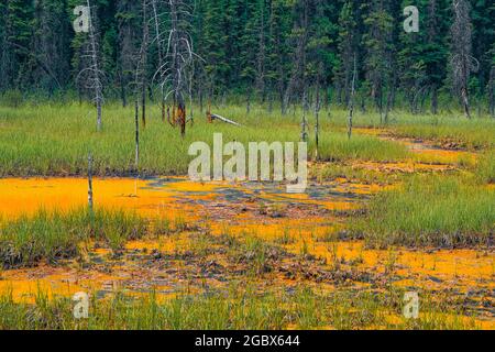 Farbtöpfe, Kootenay National Park, Britisch-Kolumbien, Kanada Stockfoto