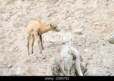 Rocky Mountain Bighorn Schaflamm, Ovis canadensis, bei Salzleck, Kananaskis, Alberta, Kanada Stockfoto