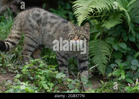 Schottische Wildkatze Stockfoto