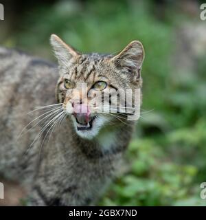 Schottische Wildkatze Stockfoto