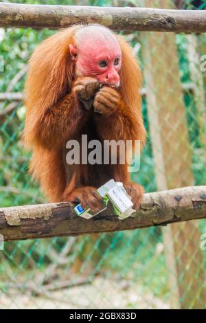 PADRE COCHA, PERU - 19. JUNI 2015: Der kahle Uakari-Affe (Cacajao calvus) frisst gestohlene Zigaretten im Amazonas-Tierwaishaus Pilpintuwasi im Dorf P Stockfoto