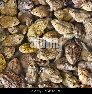 Chinesischer Bullfrog (Hoplobachus rugulosus) - Diese Frösche werden in Südostasien künstlich für die Nahrung gezüchtet. Thailändischer Markt. So genannte Feuchtmärkte Stockfoto