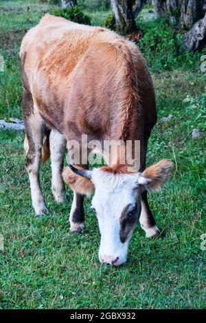 Kaukasische Rinder auf dem Hintergrund der Almen. Porträts von Kühen und Färsen Stockfoto