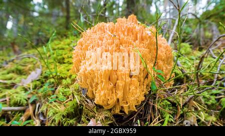 Goatsbeard (Ramaria flava) in Kiefernwäldern der östlichen Ostsee (Golf von Finnland) im Spätsommer, eskulente Pilze Stockfoto