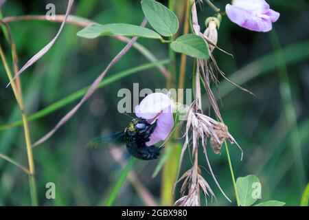 Wilde Biene, Carpenter Biene (Xylocopa sp.) bei Blüte sammelt Nektar und bestäubt Blumen. Sri Lanka Stockfoto