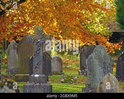 Goldenes Laub der Herbstbuche (Fagus sylvatica) in Kirchhof mit kunstvoll geschnitztem Efeu auf Grabstein unter anderen Grabsteinen Cumbria England UK Stockfoto