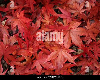 Haufen von roten Palmatblättern gefallener japanischer Ahorn (Acer palmatum) auf dem Boden im Herbst Cumbria England Stockfoto