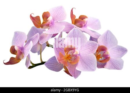 Lila Orchideenblüten isoliert auf weißem Hintergrund, Nahaufnahme. Stockfoto