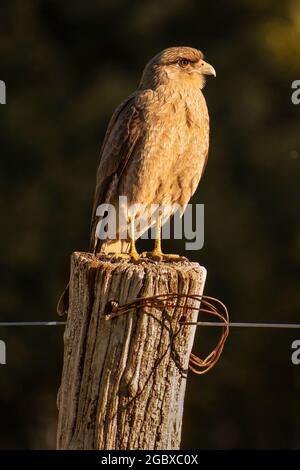 Greifvögel stehen auf einem Holzstock und schauen nach rechts. Aguilucho, Geranoaetus polyosoma, Adler, kleiner Adler Stockfoto