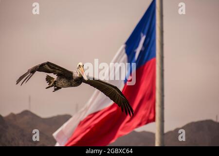 Fliegender Pellican mit ausgestreckten Flügeln und der chilenischen Flagge im Hintergrund. Pelecanus Thagus, Pelícano, alcatraz, Huajache. Antofagasta, Chile Stockfoto