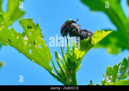 Japanischer Käfer (Popillia japonica) Stockfoto