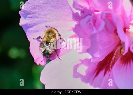 Gewöhnliche östliche Hummel (Bombus impatiens) Stockfoto