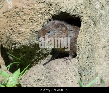 Europäische Wasserwühlmaus Stockfoto