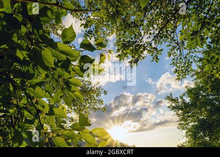 Die Sonne hebt die Wolken bei Sonnenuntergang, eingerahmt von grünen Blättern. Krim. Choban-kule Stockfoto